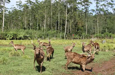 rancaupas ciwidey