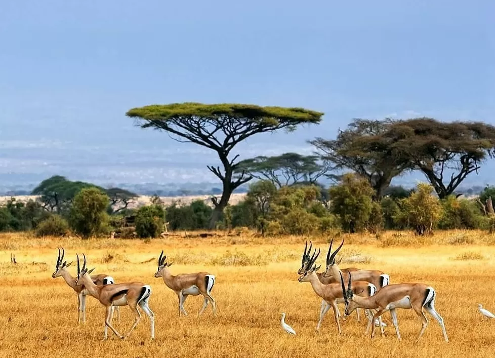 Taman Nasional Baluran - Afrika van Java