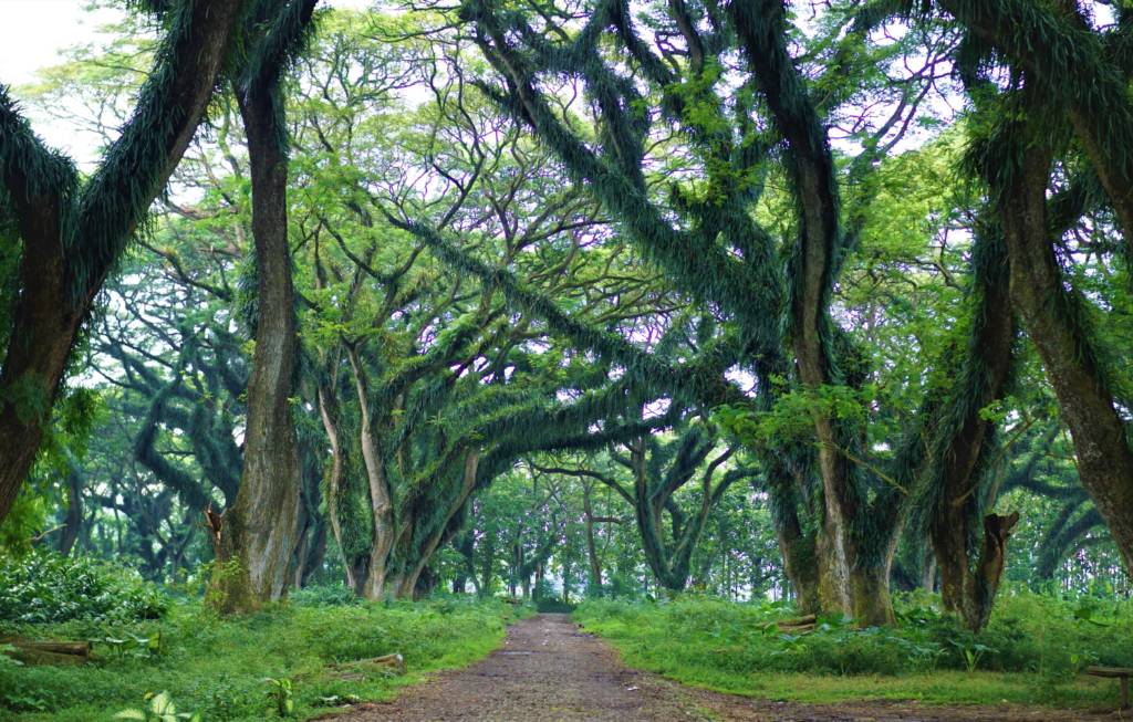 Hutan Djawatan - Hutan Purba