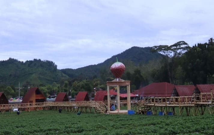 Kebun dan suasana agro tourism Dusun Strawberry Walini