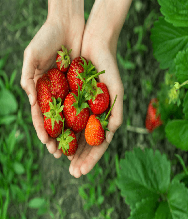 jual strawberry ciwidey