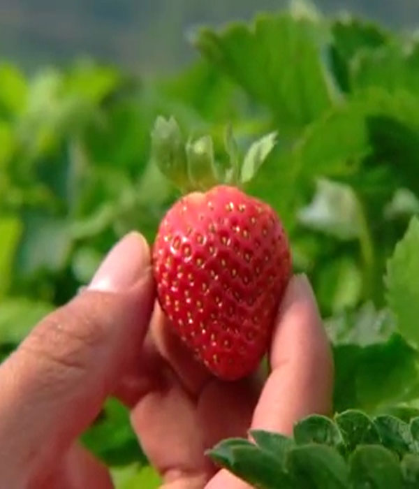 jual strawberry ciwidey