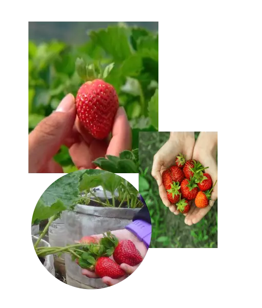 strawberry fresh ciwidey